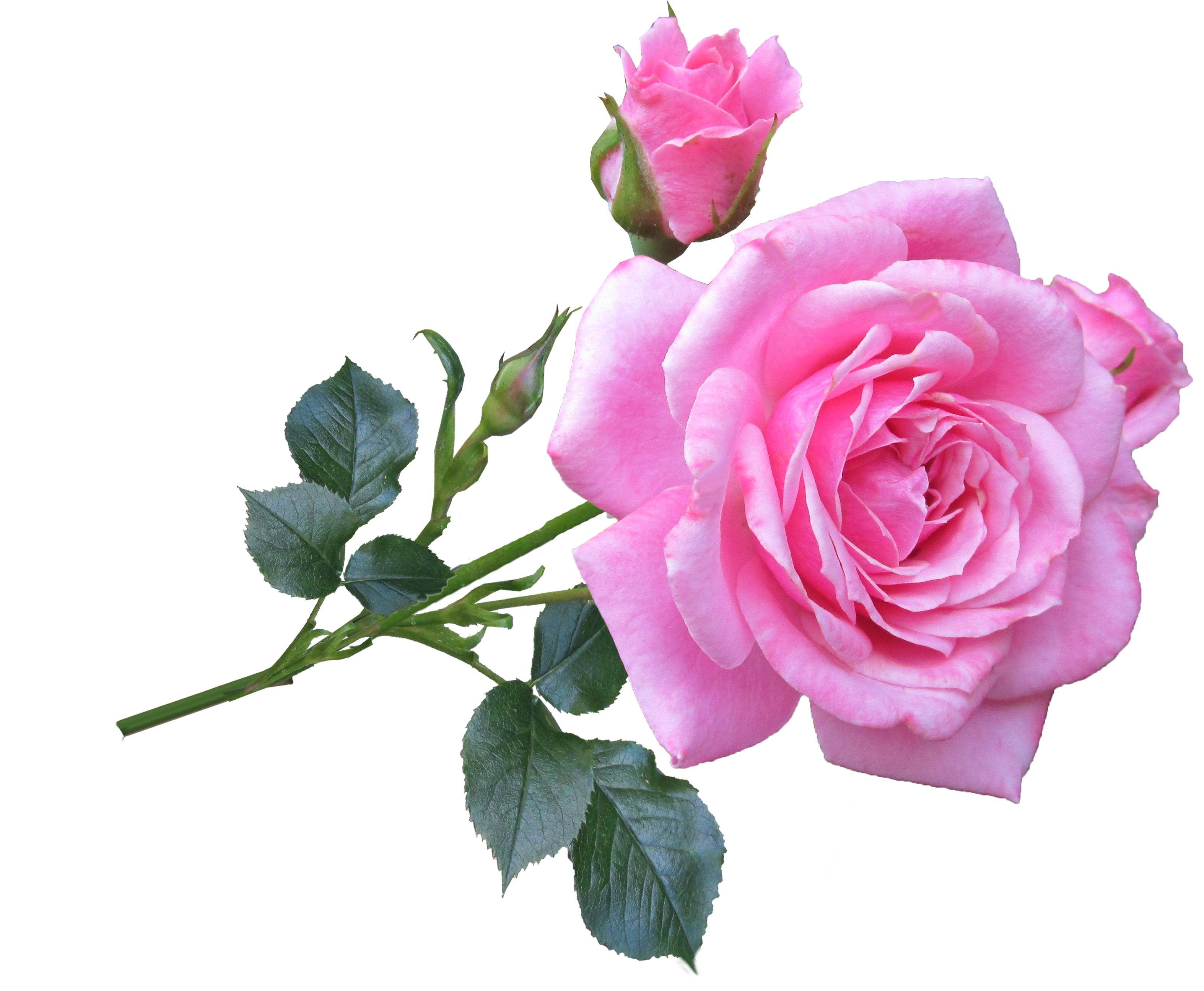 Rosa centifolia - plante ayurvédique