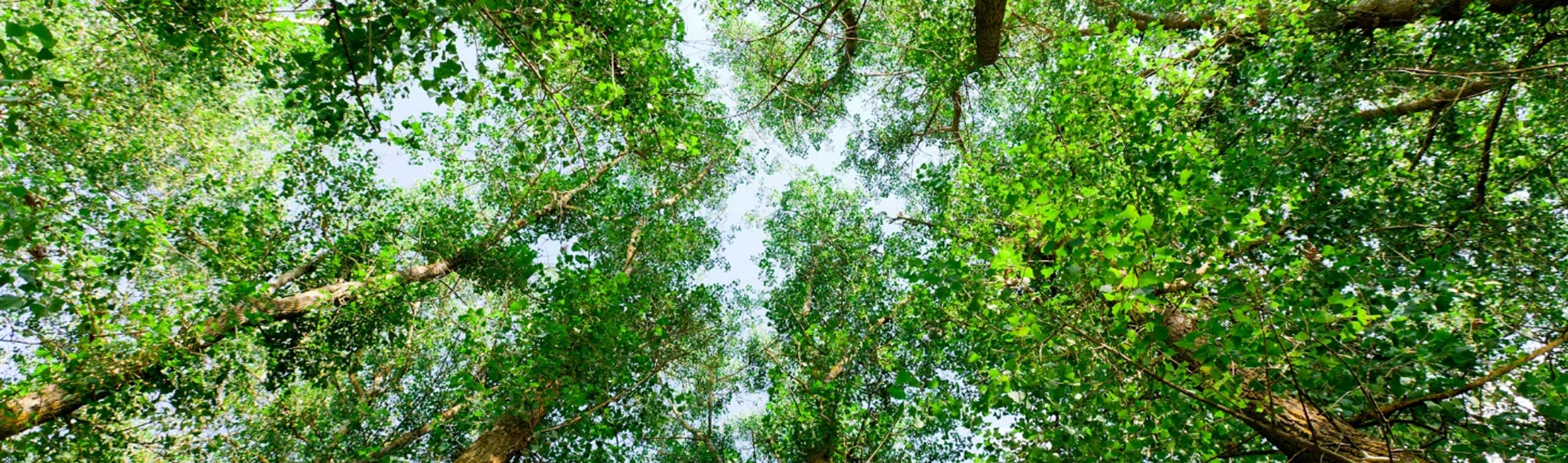 Composition de nos cosmétiques ayurvédiques